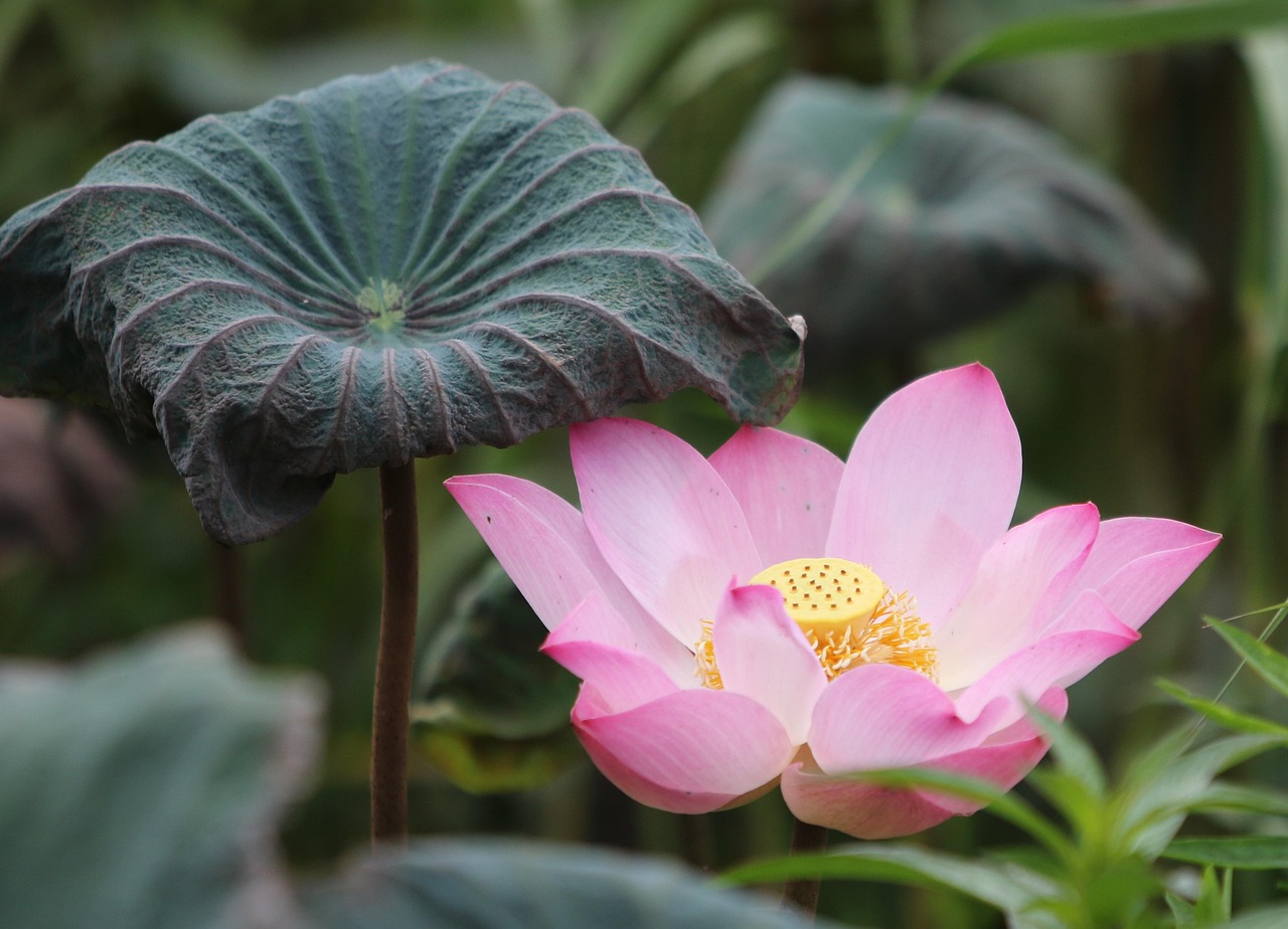 Should I Lotus App Download: Step-by-Step Guide for India (2027)